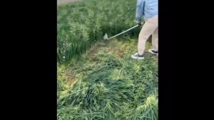 Multifunctional Agricultural  Lawn Mower Electric Small Househod Rechargeable Lithium Weeding Machin