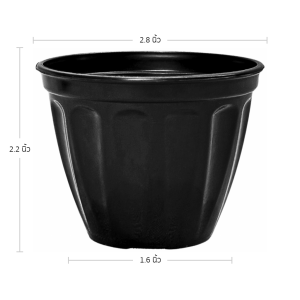 กระถาง กระถางแคคตัส กระถางโรมัน 2 2.8 3 นิ้ว สีดำ Bundle 50 ใบ ชิ้น อัน