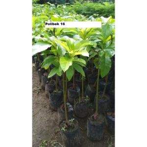 Bibit Alpukat Siger 1 Super Okulasi