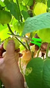 สาวหวานสีเหลือง   ผลเบอร์รี่   แมลงเต่าทองสีเหลือง   ผิวบาง เนื้อหนา มีความหวานสูง   ผักและผลไม้