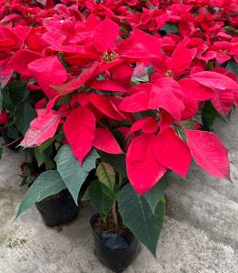 ต้นคริสต์มาส หรือ ต้นพอยน์เซตเทีย สีแดงสด ต้นไม้สัญลักษณ์แห่งความสุขช่วงวันคริสต์มาส Poinsettia