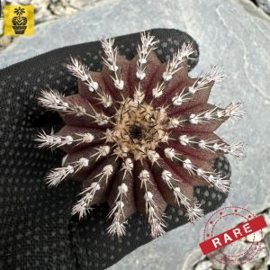 Rare Uebelmannia Pectinifera x Buiningii / Purple Skin / Seedling / kaktus / Cactus