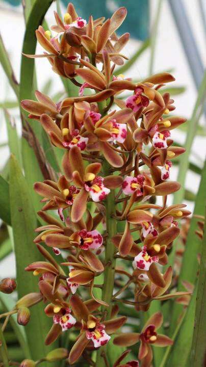 COMBO 3 THÂN ĐỊA Lan kiếm hồng hoàng , trần mộng thu - Cymbidium iridioides