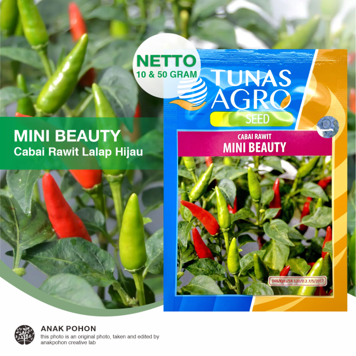 (1 PACK) Benih Cabai Rawit Hijau Lalapan MINI BEAUTY Cabe Lalap Pepper ...