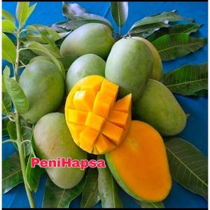 Bibit Mangga Harum Manis Super Okulasi