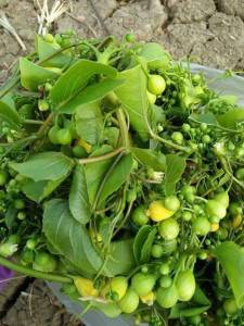 ซื้อ 5 ฟรี 1 เมล็ดผักสาบ 15 เมล็ด เมล็ดผักอีนูน ผักสาบ ผักอีนูน