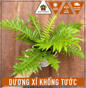 Cây Dương Xỉ Khổng Tước - Tổng thể tầm 25-35 cm - Thích hợp decor sân vườn công trình!