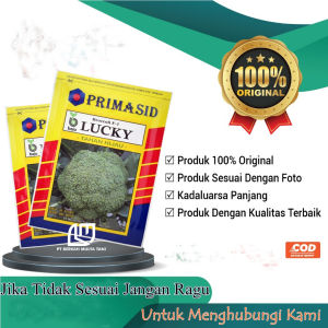 1250 Butir Bibit Broccoli Benih Brokoli F-1 Lucky Bejo Original Primasid