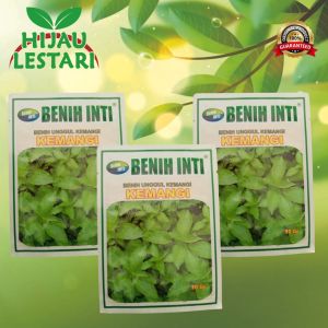 Kemangi Benih Inti 10gr dan 20gr Benih Unggul Kemangi
