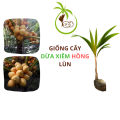 Giống CÂY DỪA XIÊM HỒNG NGỌC - tại Bến tre | Màu Hồng Cam - Lạ Mắt - Quý Hiếm - Bảo Tồn - Phát Triển. 