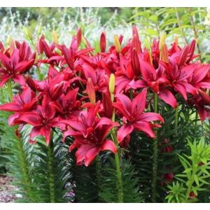 Củ Ly Cao Ly Thơm Ly Kép đủ size từ nhỏ đến lớn - Nhập khẩu Hà Lan củ giống F1 (Tặng phân xơ dừa)