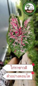 ทักแชทดูรูป (ต้นลูกเบบี้) บอนสีไก่ราชาวดี บอนสี ไก่ราชาวดี บอนไทยโบราณ ไม้กระแส สะสม บอนสีหายาก ไม้มงคล ไม้ฟอกอากาศ ไม้ประดับ caladium