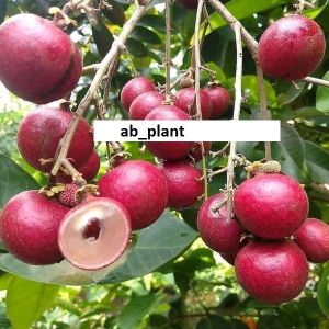 Bibit Kelengkeng Merah Hasil Okulasi Cepat Berbuah