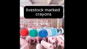 Bright Color Pig Marker Safe Washable Livestock Crayon Baboy Bibe Animal Graffiti Marking Supplies