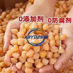 Scallops 500g seafood scallops Dried seafood shellfish pillars瑶柱干贝
