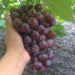 bibit anggur khajon import varian baru