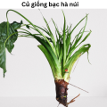 1 Củ Giống Bạc Hà Núi - Vùng Núi Rừng Tây Nguyên - Trồng Đất Đỏ Bazan.. 