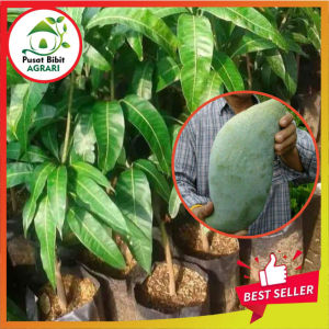 Bibit Mangga Mahatir Jumbo Asli Tanaman Buah Okulasi Super Unggul Tabulampot Pusat Bibit Agrari