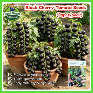 100% Legit High Germination 80pcs Black Cherry Tomato Seeds for Planting Vegetables Plants Bonsai Cherry Tomato Seeds for Sale Organic Cherry Tomato Vegetable Seeds for Gardening Balcony Dwarf Cherry Tomato Seedlings Buto Ng Gulay Live Tomato Plants