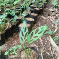 tanaman bunga Hias Monstera Oblique janbol-Janda Bolong-pohon janda bolong. 