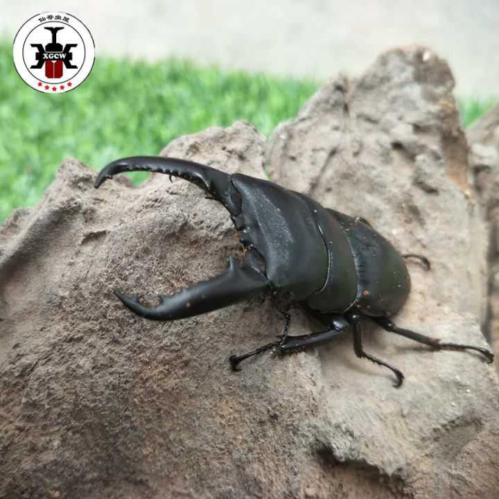 [Meng Chong] Spadix adult larva living pet insect beetle non-unicorn ...