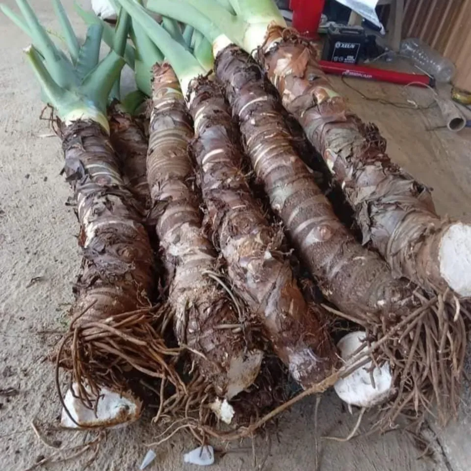 Củ ráy rừng Tây Bắc có công dụng gì Củ ráy rừng Tây Bắc có công dụng gì