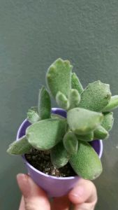 Cotyleden ladismithiensisCat paw "Konekonotume" ""