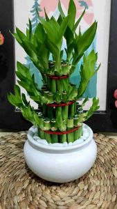 Paket Lengkap Bambu Hoki Vas Keramik Bulat & Bambu Hoki Aestetic