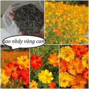 Combo 2 gói Hạt giống hoa sao nháy màu vàng cam-gói 200 hạt-gieo trồng quanh năm