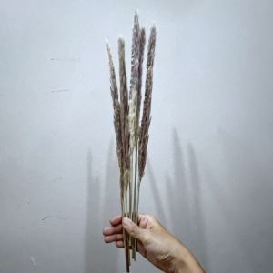 Cỏ Lau Khô trang trí decor lọ hoa để bàn quà tặng hoa khô handmade vintage phụ kiện chụp ảnh