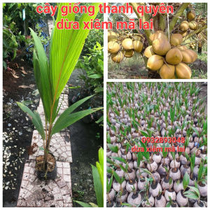DỪA XIÊM MÃ LAI ĐÍT BẦU CHUẨN GIỐNG.THU HOẠCH SAU 24 THÁNG TRỒNG
