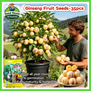 100% Legit High Germination 35pcs Edible Bonsai Pepino Melon Seeds for Planting Fruit Tree High Yield Sweet Ginseng Fruit Seeds Tropical Dwarf Melon Ginseng Fruit Plant Seeds Balcony Ginseng Seedlings Indoor Outdoor Fruit Bearing Tree Planting