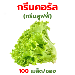 ส่งด่วน เมล็ดพันธุ์ ผักสลัด ผักสวนครัว กรีนโอ๊ค เรดโอ๊ค บัตเตอร์เฮด เรดคอส กรีนคอส เบบี้คอส เคล ฯลฯ