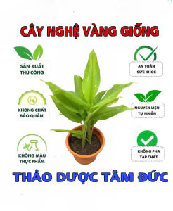 1 nhánh cây nghệ vàng giống