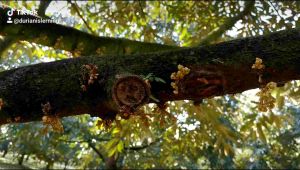 Qmax ชุดสะสมอาหารพร้อมเปิดตาดอกทุเรียนท้าฝน 3 ขวด