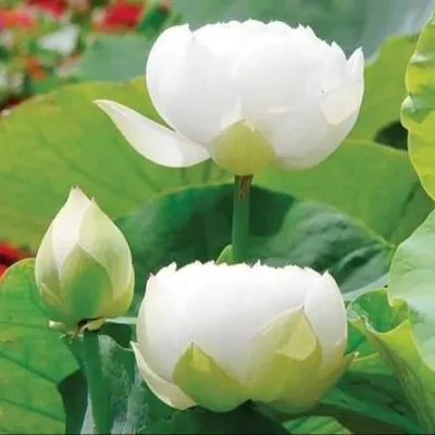 บัวหลวง ดอกซ้อนใหญ่ ดอกสีขาว ดอกใหญ่ ก้านยาว ดอกบัว ปลูกบัว เม็ดบัว สวนบัว White Lotus Waterlily Seeds 8 เมล็ด