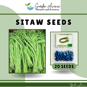 POLE SITAW SEEDS (20pcs seeds) BONGGA VARIETY/HYBRID/HIGH YIELDING