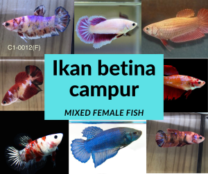 *RANDOM PICK* Mix Female ( Ikan Betina) Betta fish/ ikan laga S / S+/ M Junior