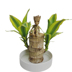 The Brazilian Wood Tanaman Hias Indoor Unik  Bonsai Dracena Dracaena Fragrance