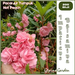 GG |200 Benih Bunga Pacar Air Tumpuk Impatiens Balsamina Pink