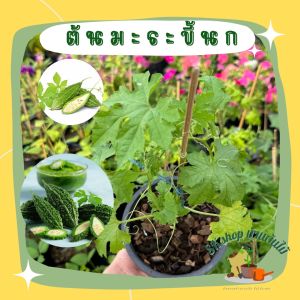 ต้นมะระขี้นก ต้นมะระ มะระขี้นก ส่งพร้อมถุงเพาะชำ/กระถาง 5.5นิ้ว ผักสวนครัว