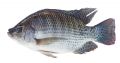 FISH - (500g-700g) Ikan Tilapia Hitam 黑非洲鱼 Freshwater fish, no mud taste, recirculating bio system water pond raised, 100% pallet fed [GROSS WEIGHT BEFORE CLEANING, NET WEIGHT AFTER DEGUT & DESCALE - 350-500g]. 