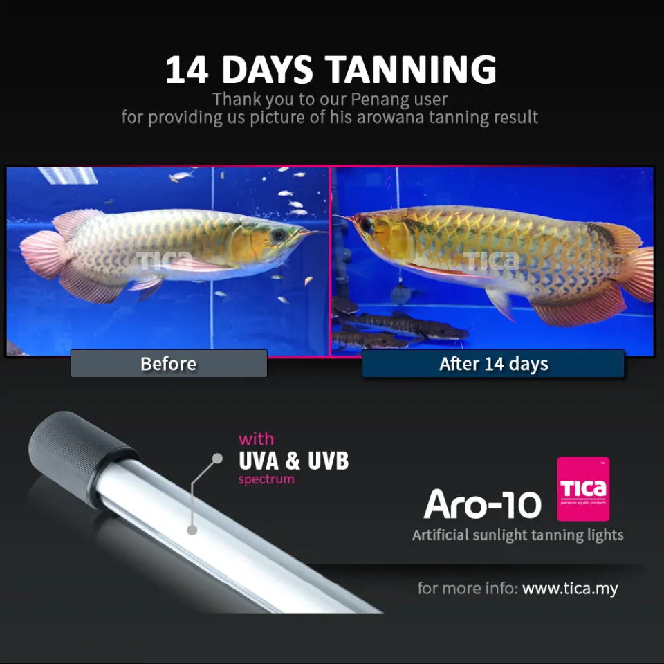 Tica Aro-10 white 13000k (112cm) arowana tanning light 112Cm