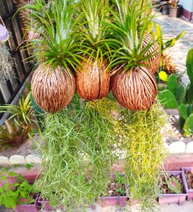 1 ชุด 5 พวง เคราฤาษี  หนวดฤาษี ทิลแลนเซีย พืชฟอกอากาศ พร้อมแขวน ไม้รากอากาศ เลี้ยงง่าย เหมาะสำหรับตกแต่งบ้าน สวยๆ