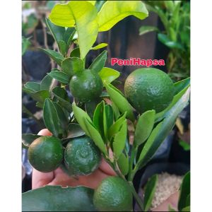 Bibit Jeruk Santang Madu Berbuah Tinggi 1 Meter batang besar