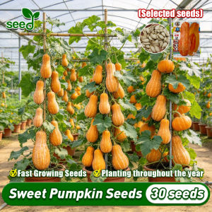 [Selected Seeds] High Yield Super Sweet Pumpkin Seeds for Sale (30 Seeds/pack) Honey Pumpkin Plant Seeds Organic Vegetables Seeds for Planting Butternut Squash Seeds for Planting Vegetables Pumpkin Live Plant Pumpkin Seedlings Buto Ng Gulay Veggie Seeds