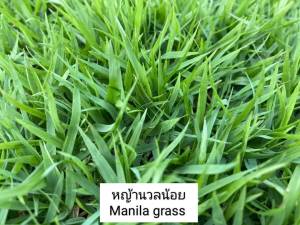 หญ้าแท้ 100% ตัดสดทุกวัน หญ้าสดใหม่ ส่งตรงถึงบ้าน!  เหมาะสำหรับสนามหญ้าหน้าบ้าน สวน หรือใช้ปูพื้นที่ต่างๆ  ทนทานต่อสภาพอากาศ และเติบโตได้ดีในทุกฤดู
