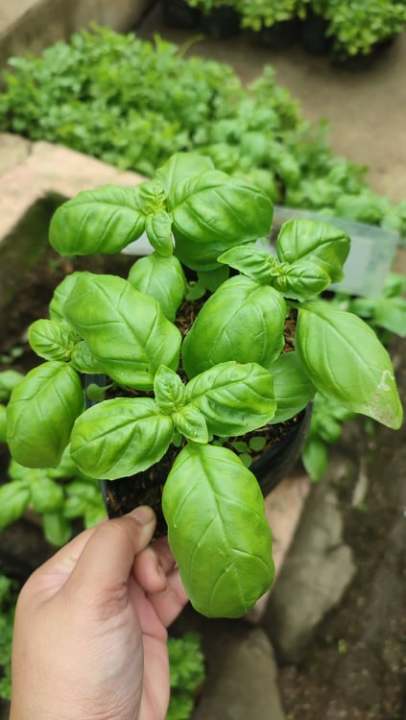 Basil Herbs (included pot, pebbles and soil) LUZON AREA ONLY | Lazada PH