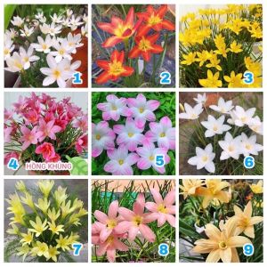 Combo 20 củ hoa huệ mưa mix màu -thời gian ra hoa 1 tháng