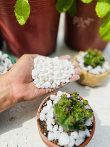 Sỏi Trắng Tự Nhiên Trang Trí Chậu Cây Cảnh – 5kg | Decor bonsai sen đá xương rồng